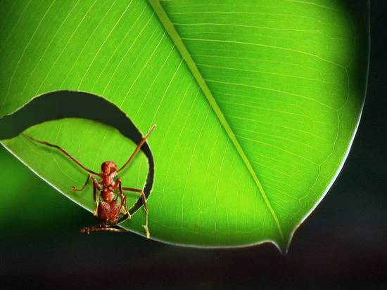 Leafcutter