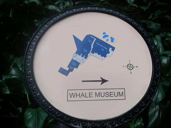 Whale Museum