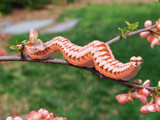 Camoworm