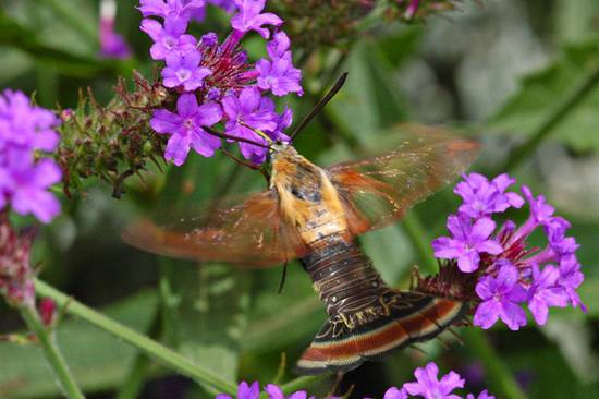 Hummingbird Moth