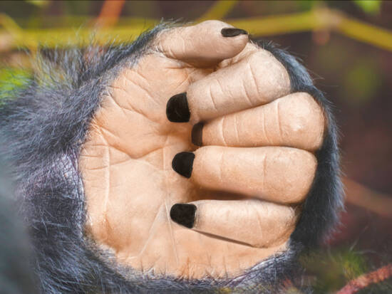 Monkey hand