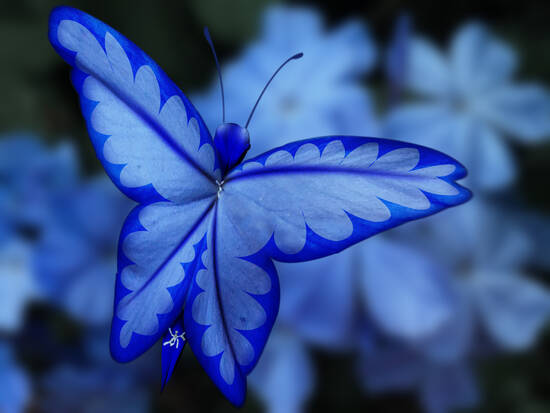 Flores caeruleilei