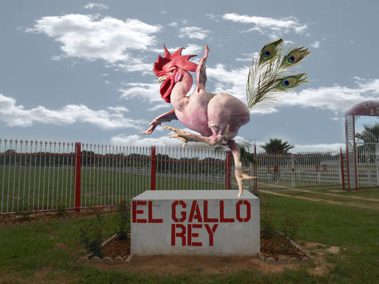 El Gallo Rey naked