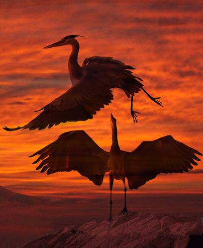 Heron dance at sunset