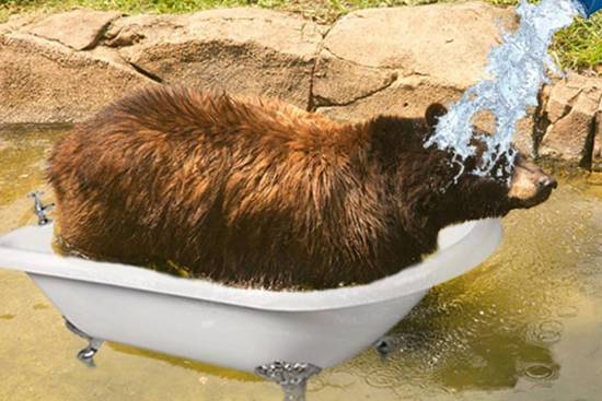 IceBear Bucket Challenge