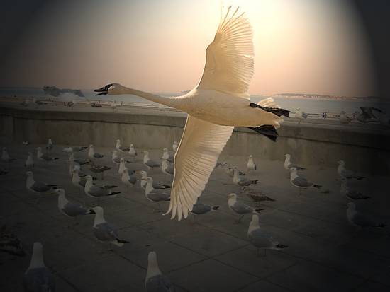 Swan in Flight