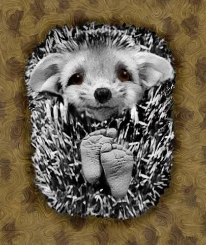 Mr. Hedgehog