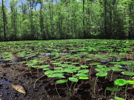 Draining the Swamp