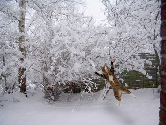 Cat in the snow