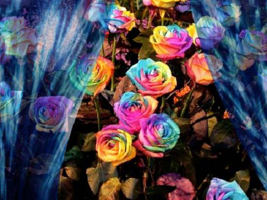 Tie&Dye Roses