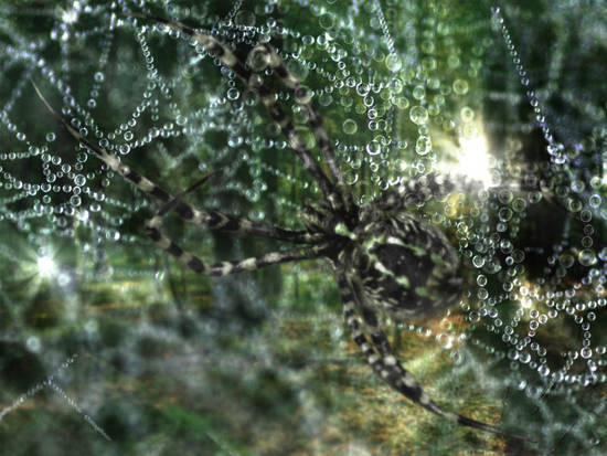 Forest Web.