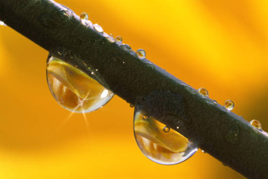 Dew drops