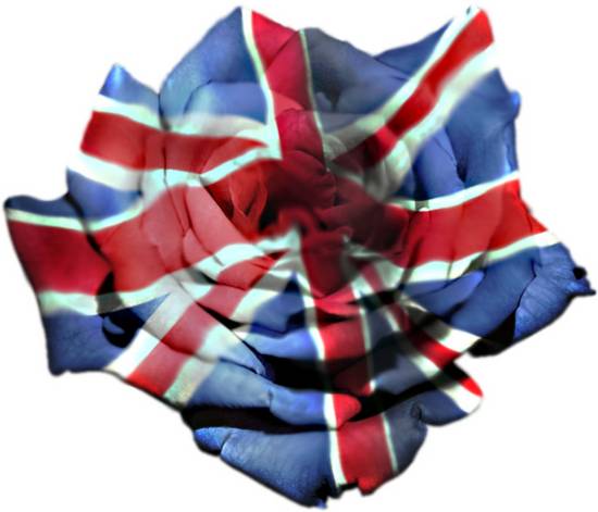 Unionjack Rose