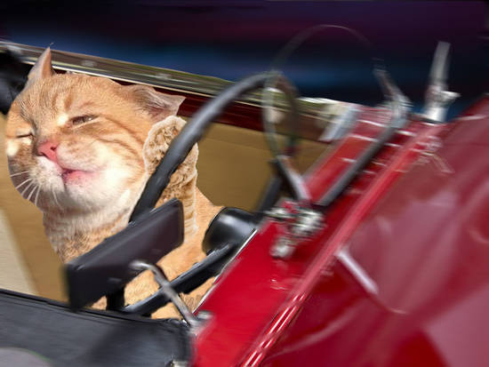 Light Speed Cat