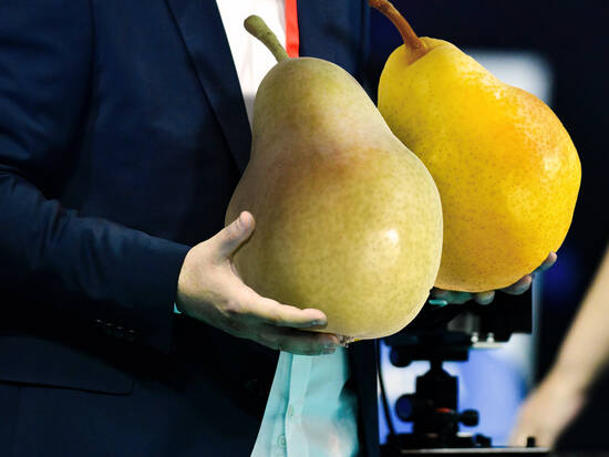 Big Pair of Pears