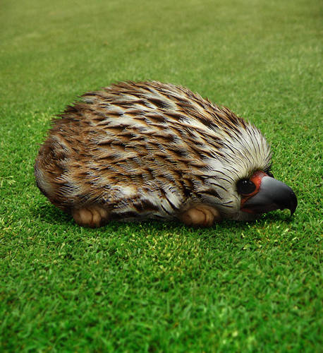 Hedgehawk...