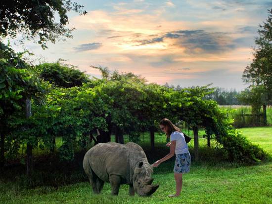 A Cute Rhino