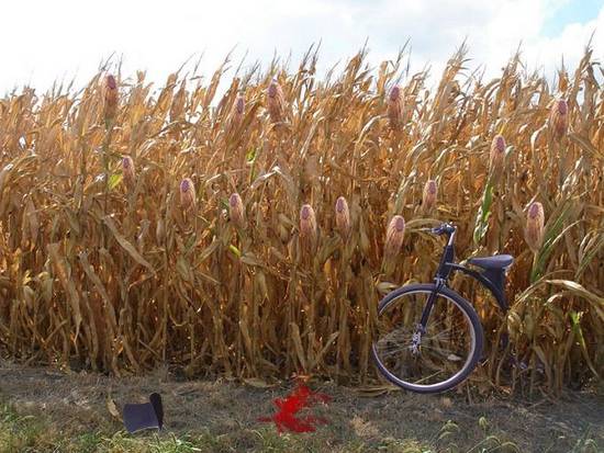 Lost? in Corn