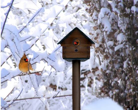 snow birds