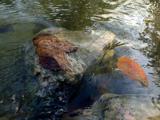 Leaf Under The Water