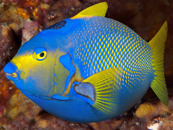 Princess Angelfish