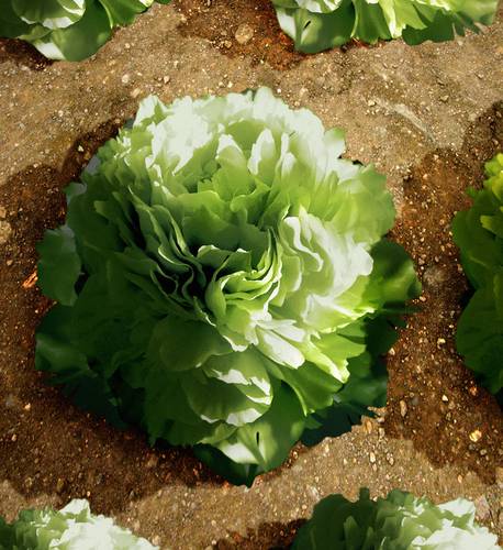 English Rose Lettuce...