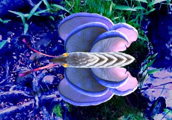 Mushroom Butterfly