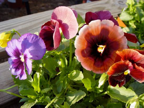 PANSIES