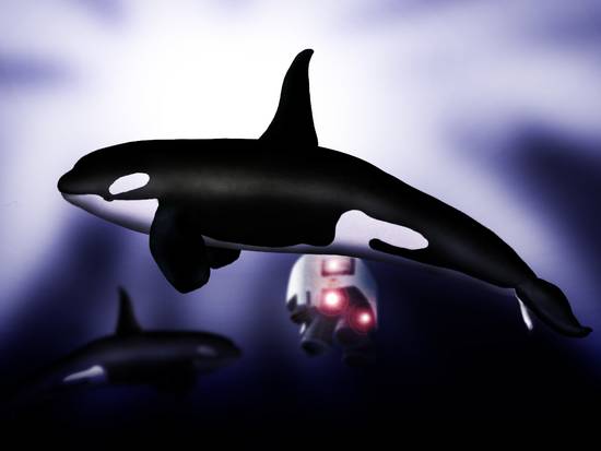 Orcinus Orca