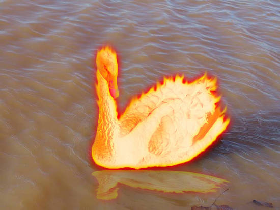 Burning Swan