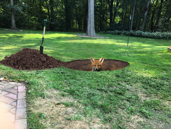 Fox Hole