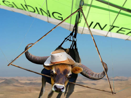 Horn-gliding Cow!