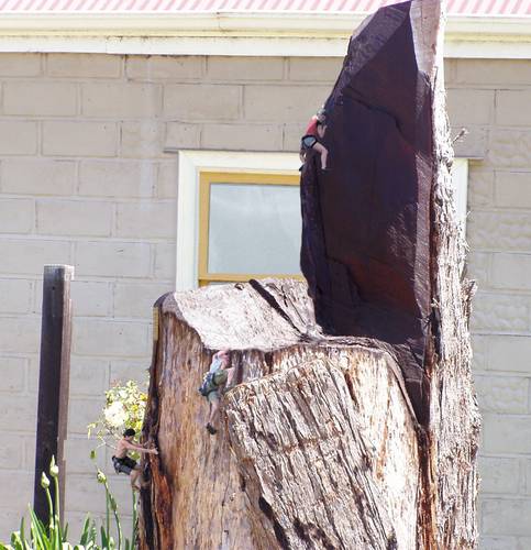 Doggone Stump Climbing