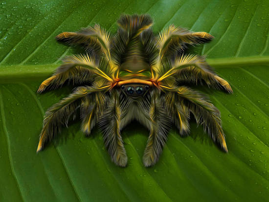 Hairy Spider