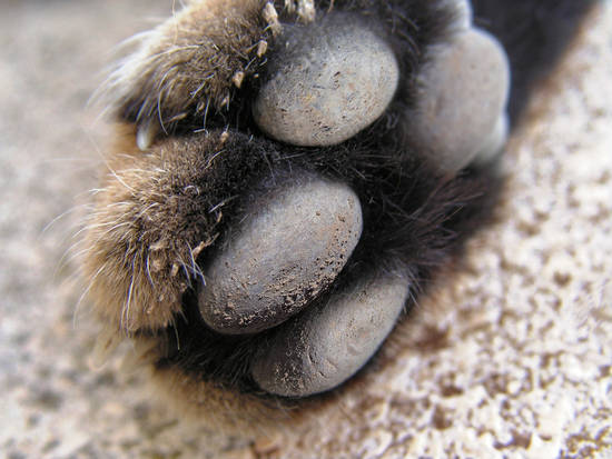 Cat's paw