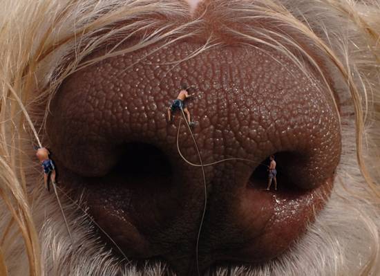 Climbers