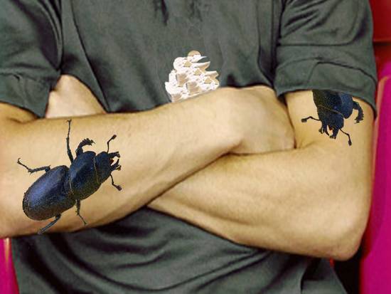 Tatoo Beetle