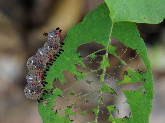 Fine dining Caterpillar