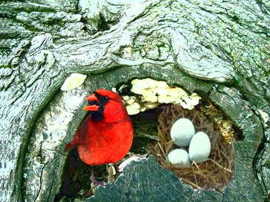 Bird and Nest