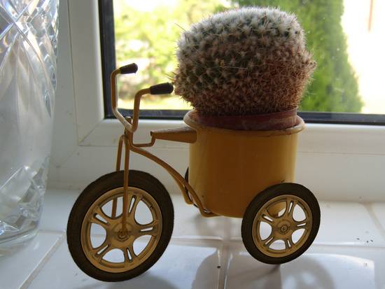 Cactus Trike