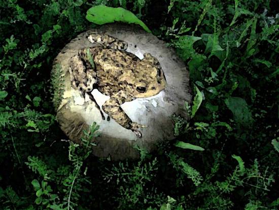 Toad Stool