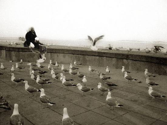 Feeding The Birds