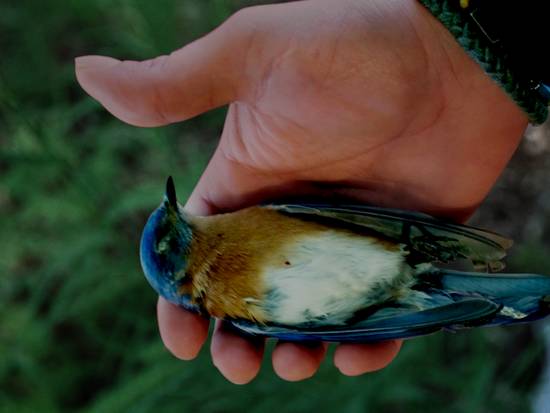 Bird in Hand