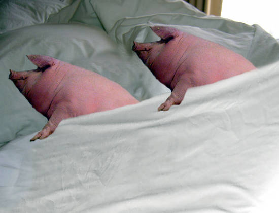 Pigs in a Blanket