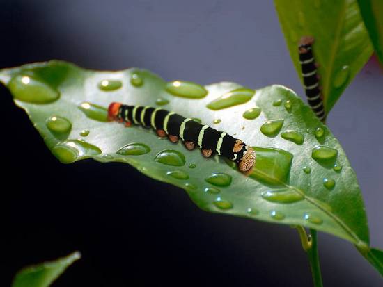 Caterpillar