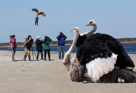 The Joys of Birdwatching