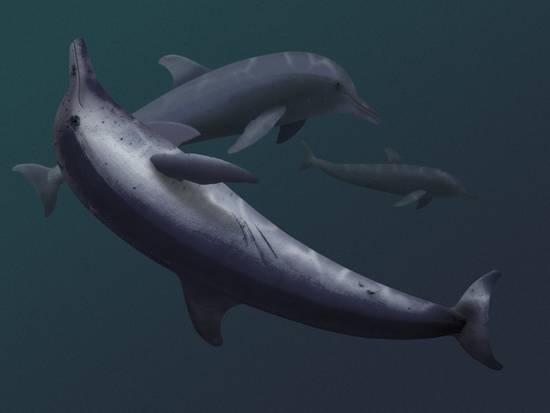 Dolphins