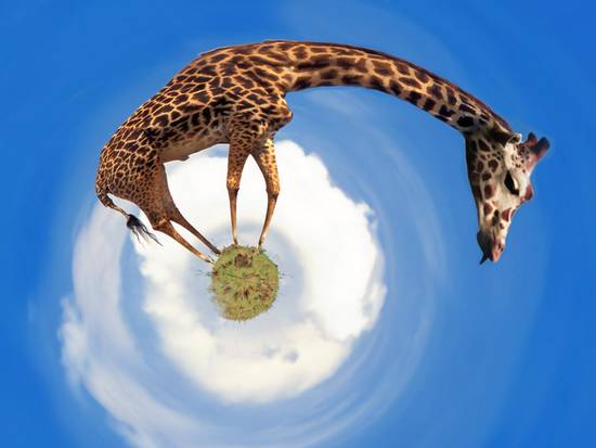 Giraffe Planet!