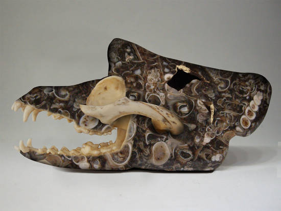 Dragon skull