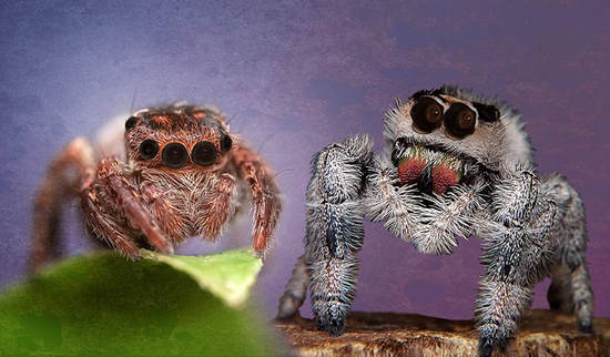 Spiderella and Fluffy